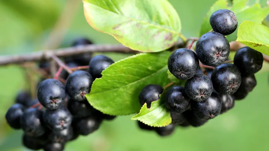 Beneficiile fructelor de aronia. Ce sunt și cum pot fi consumate?
