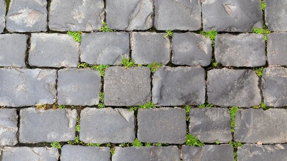 Soluție naturală pentru buruienile din curte: cu oțet, sare și un ingredient secret! Rezultatele apar în câteva ore