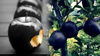 Black Diamond Apple, mărul negru care se vinde la un preț uriaș