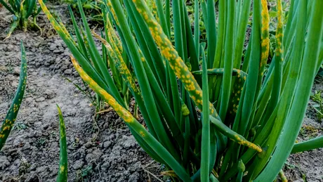 De ce se îngălbenește usturoiul și ce trebuie să faci pentru a salva rapid cultura