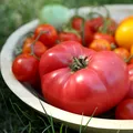 Cum poți păstra roșiile întregi, fără să le transformi în bulion sau suc? Metoda italienilor pentru o conservare corectă
