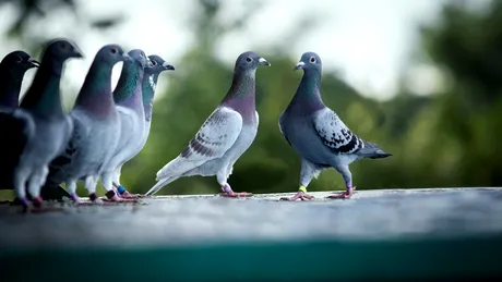 Mirosuri pe care păsările nu le suportă. Așa scapi definitiv de porumbeii de pe casă și din curte