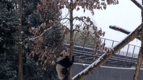 Cum reacţionează un pui de urs panda când vede prima dată zăpadă VIDEO