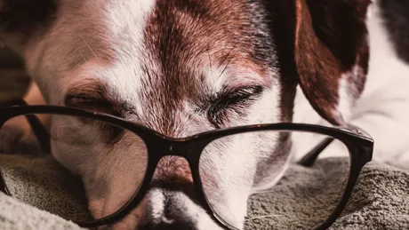 Cum să îngrijeşti un animal de companie bătrân