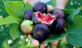 Smochinele, fructe sacre. Beneficii care te vor convinge să le mănânci în fiecare zi