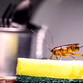 Cum să folosești folia de aluminiu ca să scapi de insectele din locuință