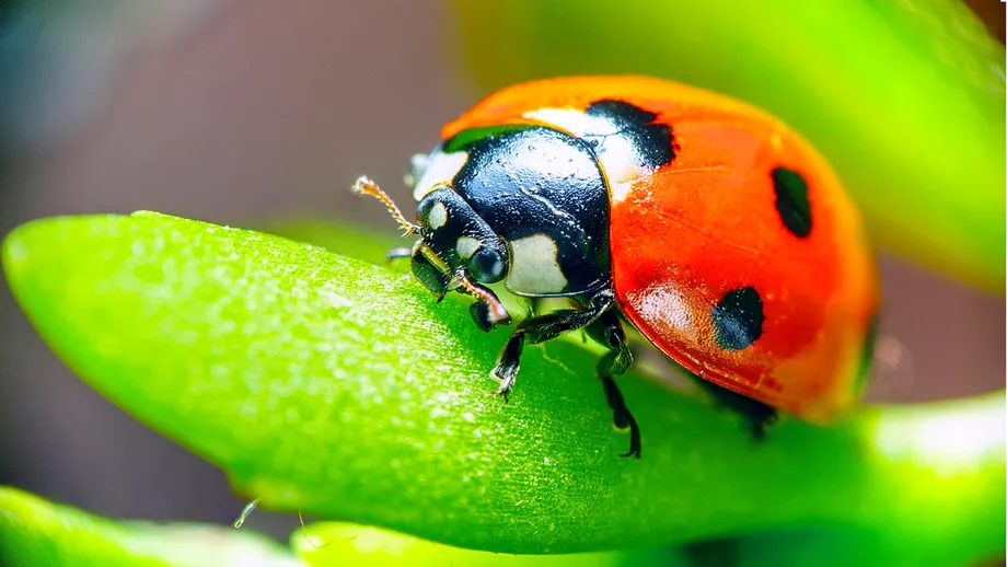 Avertisment pentru cei care văd gărgărițe în casă. Semnalul de alarmă tras de experți