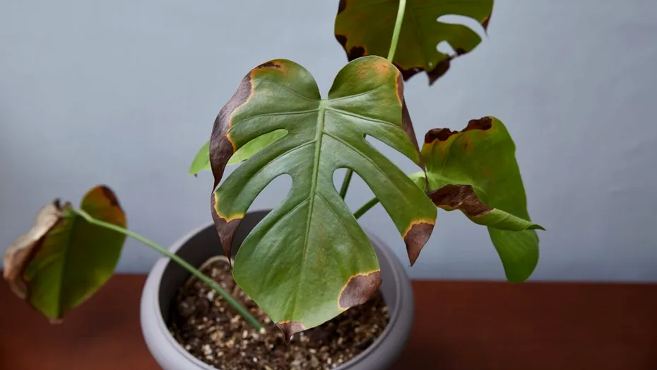 Semnele care îți arată că plantele tale sunt bolnave. La ce trebuie să fii atent din timp