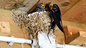Ce înseamnă când o rândunică își face cuib la casa ta și de ce este important să nu îl distrugi