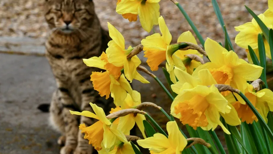 Sunt frumoase, dar pot fi letale! Florile toxice pe care mulți români le au în grădină, fără să știe la ce pericole se expun