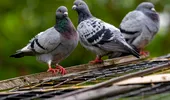 Culoarea care sperie porumbeii. Ce să pui în curte să nu mai vină în jurul casei tale