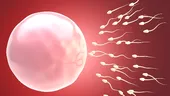 Bărbaţi fiţi mândri! Spermatozoizii pot “efectua” calcule