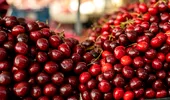 Cireșele au ajuns un lux în piețe. Fructele se vând și cu 150 de lei kilogramul, iar românii cumpără „doar de poftă”