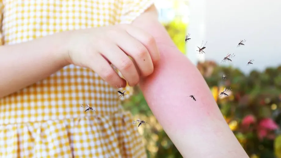 8 plante care te ajută să ții țânțarii departe de balcon în mod natural