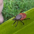 Ce să pui prin curte să nu mai vină căpușele. Trucul care te ajută să le ții departe de animalele de companie