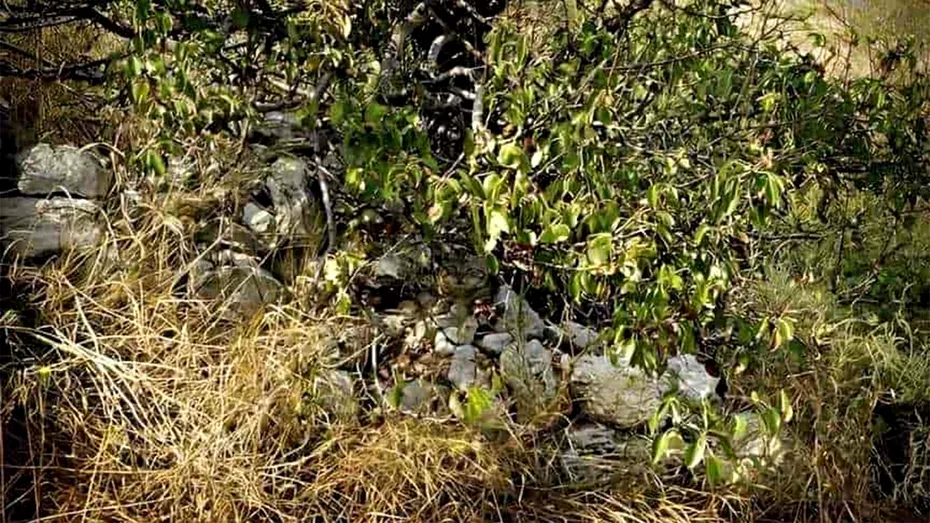 TEST | Ai o vedere perfectă dacă găsești pisica ascunsă în această imagine, în cel mult 8 secunde!