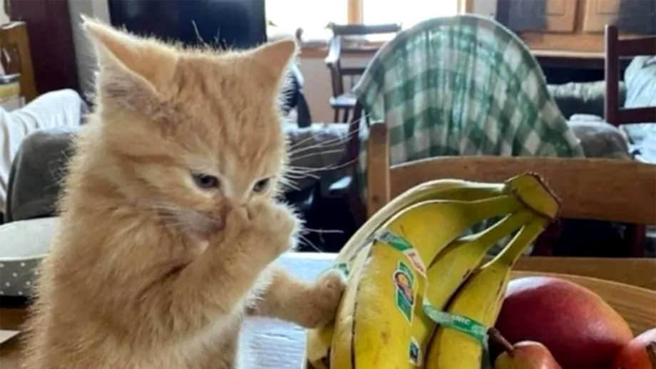 Cele 8 mirosuri pe care orice pisică le detestă: mirosul cafelei, bananelor, oțetului și...