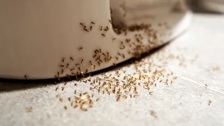 Ingredientul natural pe care să-l pui pe podele, lângă uși și ferestre ca să scapi definitiv de furnici. Are un miros puternic pentru ele și efect antibacterian