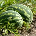 Ce înseamnă petele albe și portocalii de pe pepene? Puțini români știu acest lucru