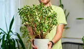 Planta pe care trebuie să o ai în casă în luna iulie! Atrage banii și prosperitatea în viața ta