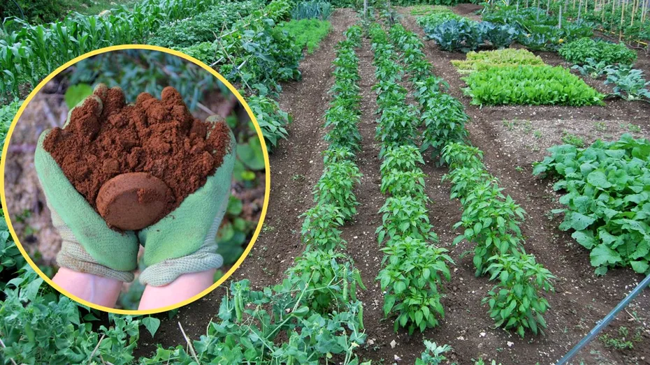 Ce să pui în pământul din grădină, pentru a avea cele mai frumoase flori și cele mai gustoase roșii. Majoritatea gospodinelor îl aruncă la gunoi