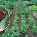 Ce să pui în pământul din grădină, pentru a avea cele mai frumoase flori și cele mai gustoase roșii. Majoritatea gospodinelor îl aruncă la gunoi
