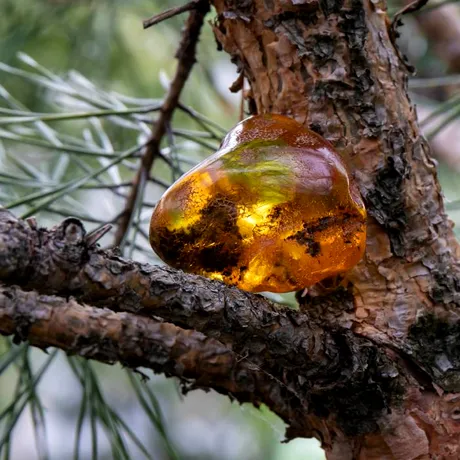 Cu ce se curăță rășina de brad de pe haine. Trucuri naturale ca să o îndepărtezi fără să le strici