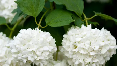 Călinul (Viburnum opulus)