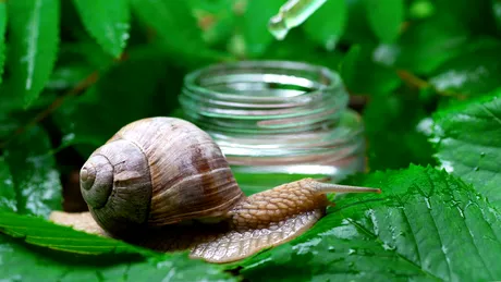 Ce trebuie să știi despre secreția de mucus de melc