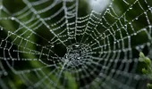Pânza de păianjen, secretul unei noi generații de tratamente. Descoperirea care deschide noi orizonturi