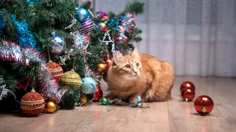 Trucul neașteptat care împiedică pisica să atace bradul de Crăciun