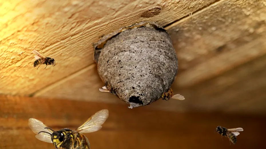 Ingredientul din bucătărie care ține viespile la distanță. Nu-ți vor mai intra în casă toată vara!