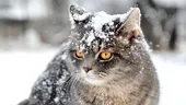 Pericolele la care este expusă o pisică de curte în timpul iernii