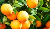 CSÎD a încercat – Salată de portocale cu ghimbir şi usturoi, 2 lei/porţia