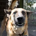 Copil de 4 ani din Buzău, ucis de un câine după ce a intrat într-o stână. Tragedia s-a petrecut sub ochii localnicilor / VIDEO