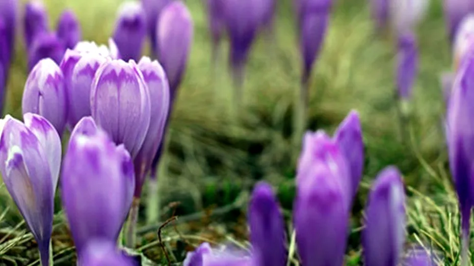 Şofranul (Crocus sativus)
