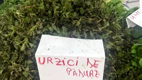 Cât costă un kilogram de urzici în piețele din București: „Mai scump decât carnea de porc”. Reacția lui Dan Negru