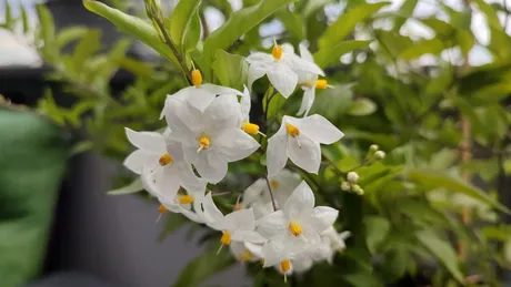 Ce floare să alegi pentru terasă, ca să te bucuri de parfum de vară toată ziua