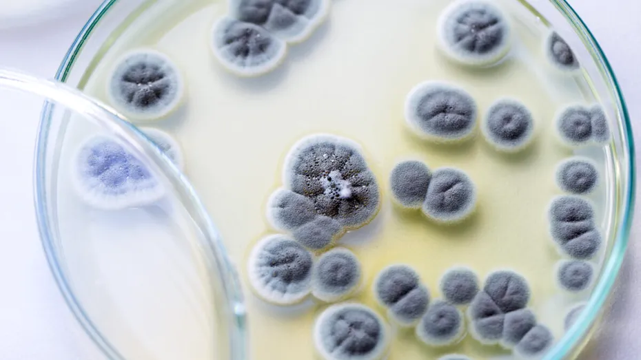 O ciupercă periculoasă, rezistentă la medicamente, se răspândește rapid în spitale. Poate provoca infecții grave