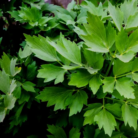 Cum să ai o recoltă bogată de leuștean! Trucuri simple și eficiente pe care le puneau în practică bunicii