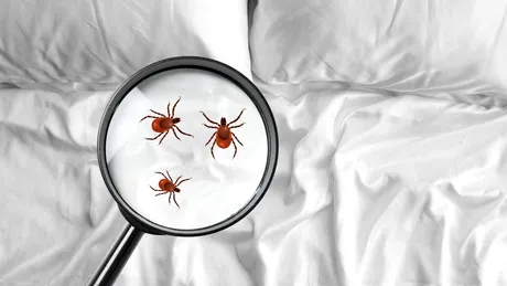 Cum să scapi de plosnițele din lenjeria de pat prin spălare corectă