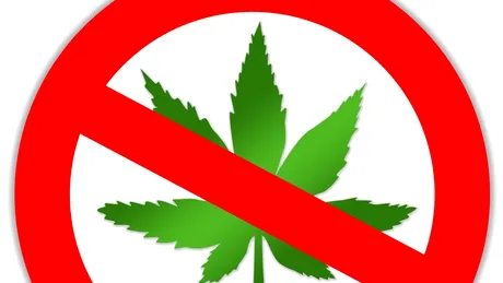 Marijuana, pericolul tinereţii
