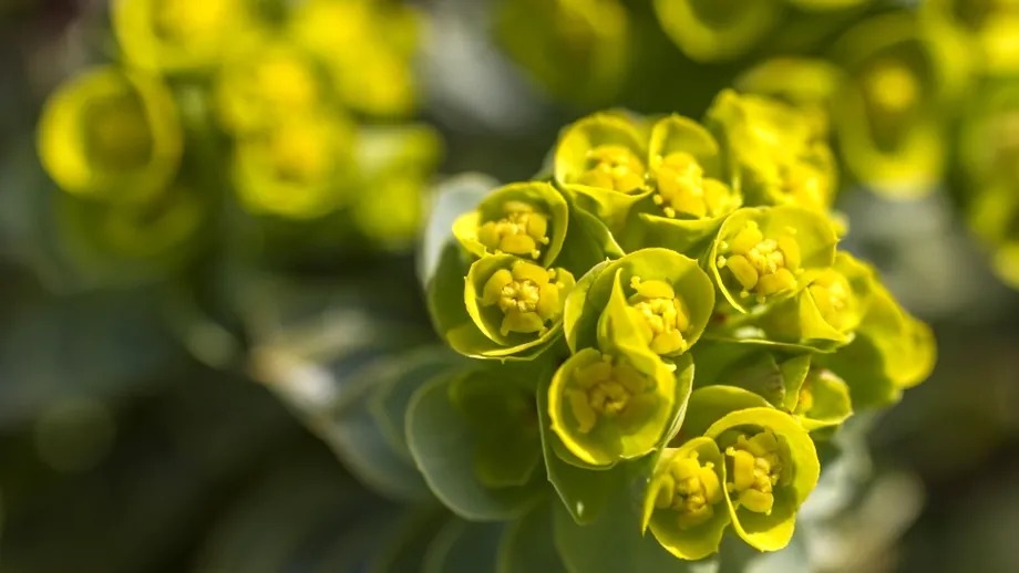 Euphorbia, planta spectaculoasă care îți transformă grădina. Cum o îngrijești și ce trebuie să știi despre „coronița lui Hristos”