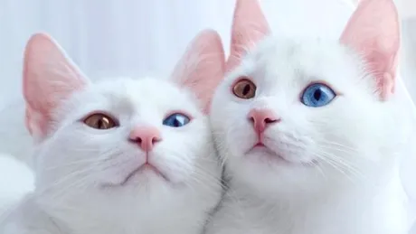 De ce au cucerit aceste pisici internetul?