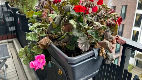 Cum să-ți păstrezi mușcatele frumoase și sănătoase chiar și iarna