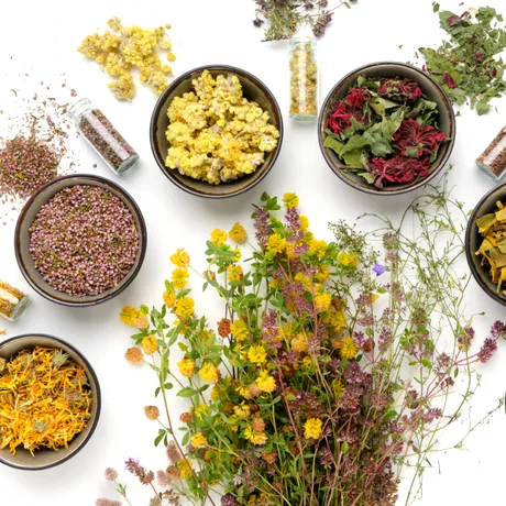 Cele mai puternice plante medicinale pentru sănătate: ce să folosești pentru detoxifiere, rinichi, memorie sau inflamații