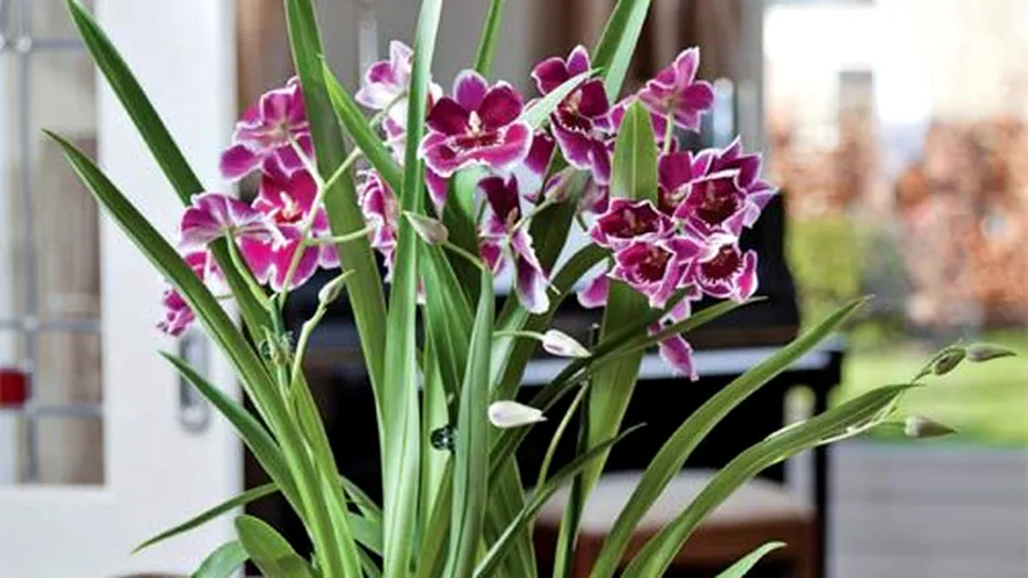 Flori de apartament - sfaturi de îngrijire a celor mai comune plante (galerie foto)