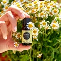 Uleiul de copaiba: remediu natural tradițional folosit pentru vindecarea rănilor și calmarea durerii