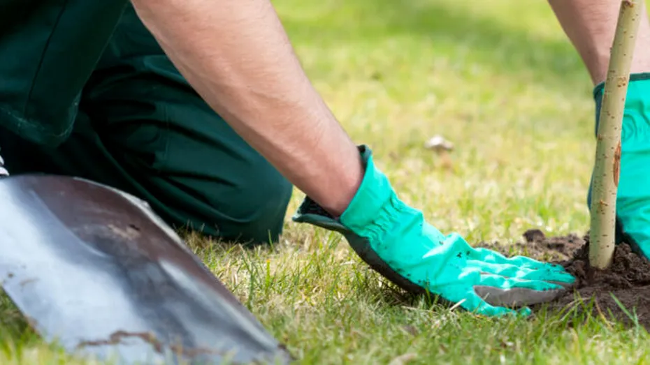 Ce arbori să eviți să plantezi în grădina casei. Arată spectaculos, dar pot deveni periculoși în timp