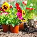 De ce ar trebui să tai florile înainte de plantare. Trucul neașteptat care ajută plantele să se prindă mai bine